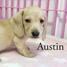 Austin - Cream male Dachshund puppy in Magnolia, Texas from Sandach’s Miniature Dachshunds