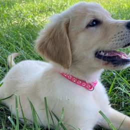 Golden Retriever Puppies from Hearth & Homestead