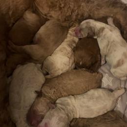 Boy 4 - Apricot male Goldendoodle puppy in Jacksonville, North Carolina from A1 Designer Pups and More