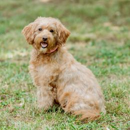 Ruby - Goldendoodle