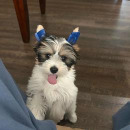Male 1 - Tan and white male Yorkshire Terrier puppy in Kissimmee, Florida from Bebe AKC Puppies