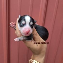 Pilot - Black and white male Pomsky puppy in Mc Callsburg, Iowa from SZ Rolling Acres LLC