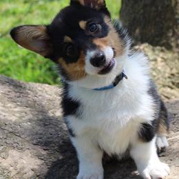 Pembroke Welsh Corgis from Smokey Pembrokes
