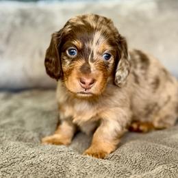 Duke - Dapple male Dachshund puppy in Queen Creek, Arizona from Jolly Rogers Dachshunds