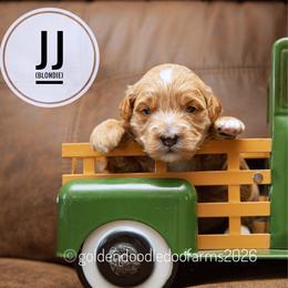 JJ (Blondie) - Caramel ice male Golden Aussiedoodle puppy in Hyrum, Utah from Goldendoodledoo Farms