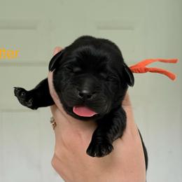 Chatter - Black female Labrador Retriever puppy in Lenoir, North Carolina from Wooten Retrievers