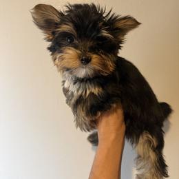 Peanut - Black and tan male Yorkshire Terrier puppy in Aurora, Colorado from Lavish Yorkies