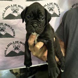 Cassius - Brindle male Boxer puppy in Taft, Tennessee from Hillbillie Boxers