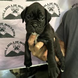 Cassius - Brindle male Boxer puppy in Taft, Tennessee from Hillbillie Boxers