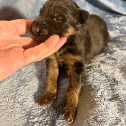 Alan - Black and red male German Shepherd puppy in Pueblo West, Colorado from 5 Star German Shepherds aka Martin Family German Shepherds
