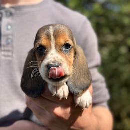 Male 1 - Black brown and white male Basset Hound puppy in Lindley, New York from Hill Top Basset Hounds & Cane Corso