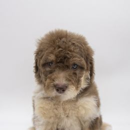 Assorted Doodle Crosses, Bernedoodle, Double Doodle, Goldendoodle, Labradoodle, and Whoodle Puppies from Our Little Farm Life Doodles