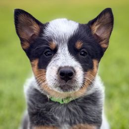 Green Girl 2 - Blue female Australian Cattle Dog puppy in Blackfoot, Idaho from Circle C Australian Cattle Dogs
