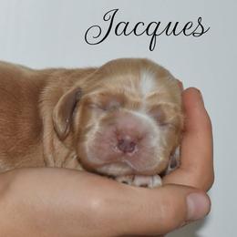 Jacques - Red male Cocker Spaniel puppy in Myerstown, Pennsylvania from The Cocker Cingdom