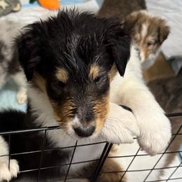 Frankincense - Black white and tan male Collie puppy in Richmond, Kentucky from Puppy Dog City