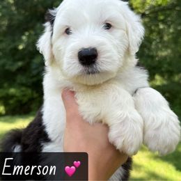 EMERSON - Gray and white female Old English Sheepdog puppy in Syracuse, Indiana from Ridgeruns OES