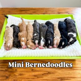 Mario - Merle male Bernedoodle puppy in West Haven, Utah from Split Mountain Doodles