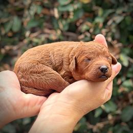 Yellow Collar Girl - Red  female Poodle puppy in Modesto, California from Dry Creek Poodles