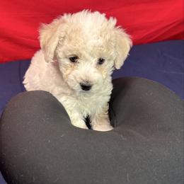 Dinky - Grey collar - White female Bichon Frise puppy in 63101 (St. Louis Metro Area), Missouri from BichonSTL