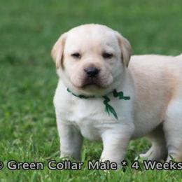 Luke (Green Collar) - Yellow male Dilute Retriever puppy in Baldwin City, Kansas from Hedge Lane Labradors