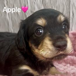 Apple - Black and cream female Dachshund puppy in Jena, Louisiana from Amy’s Mini Doxies