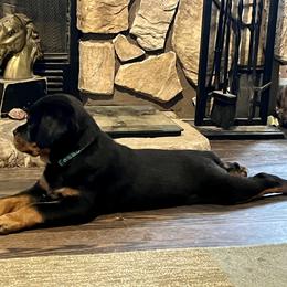 Rottweiler Puppies from Vom Arnold-Hause Rottweilers