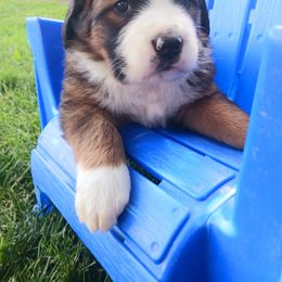 Companion Cross and Saint Bernard Puppies from Coleman Saint Bernards of Ohio