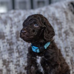 Teal - Parti Poodle puppy in Mc Kinney, Texas from Kenney kennels