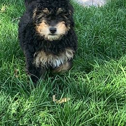 Bernedoodle Puppies from Mini Bernedoodle Babies- Indiana