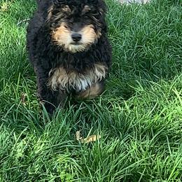 Bernedoodle Puppies from Mini Bernedoodle Babies- Indiana