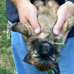 Howard - Black and tan male Shih Tzu puppy in Bloomfield, Indiana from Meihem Pups