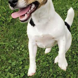 Russell Terriers from Jack Russell Terriers Lake Murray SC