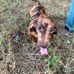 Dixi - Dachshund