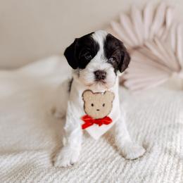 Mahal - Love litter - Chocolate male Australian Labradoodle puppy in Syracuse, Indiana from The Doodle Cove