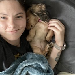 Dachshund Puppies from Michigan Rockin' Dachshunds