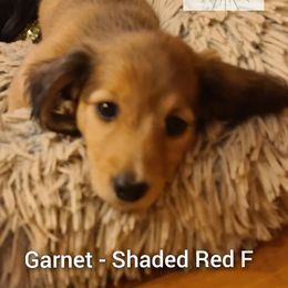 Dachshund Puppies from Tiny Tails Ranch