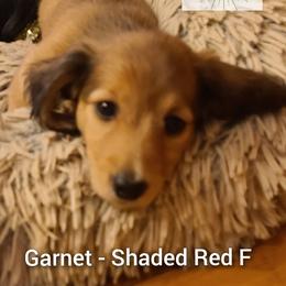 Dachshund Puppies from Tiny Tails Ranch