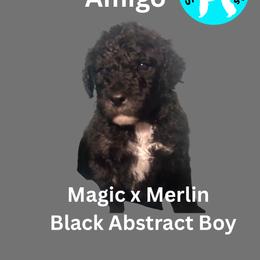 Boy 4 - male Poodle puppy in Baltimore, Maryland from Steinrock’s Standards