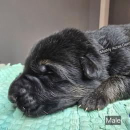 Blue - Black and red male German Shepherd puppy in Tony, Wisconsin from Muddy Acres German Shepherds