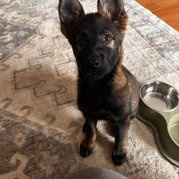Shadow - Sable female German Shepherd puppy in Ann Arbor, Michigan from Von Der Havier German Shepherds