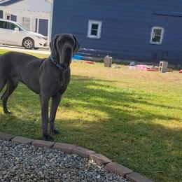Hank Direct import - Blue male Great Dane puppy in Port Clinton, Ohio from LakeSide Danes