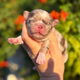 Pebbles - Merle female Chihuahua puppy in Newport Beach, California from Exotic City Pomeranians and chihuahuas