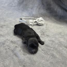 Richard - Black male Shihpoo puppy in Delphos, Ohio from Route 66 Poodles & Doodles, Sapphire Shih-tzu's of Ohio