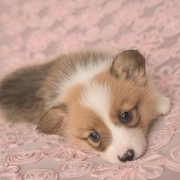 Pembroke Welsh Corgis from JMB Corgis