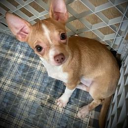 Lil Joel - Fawn and white male Chihuahua puppy in Raleigh, North Carolina from Precious Petite Puppies