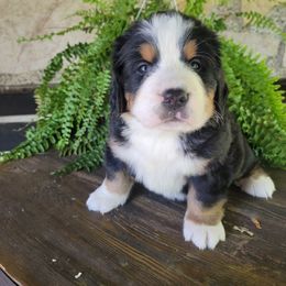 Bernese Mountain Dog Puppies from Muddy Paw Acres