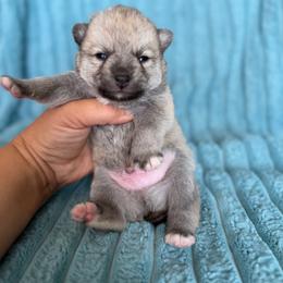 Yukon - Wolf sable male Pomsky puppy in Aberdeen, Idaho from Willow Creek Cresteds