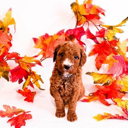 Mr Blue - Red  male Goldendoodle puppy in Kissimmee, Florida from Poodle Doodle Kennels