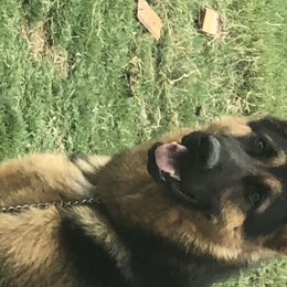 Luna - German Shepherd
