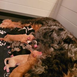 Bernedoodle Puppies from Refined Doodles